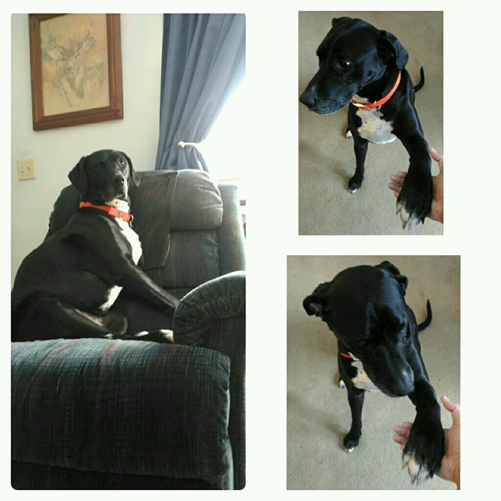 Meet your Posher, Joan michelle